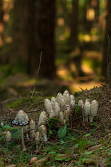 Coprinus comatus - Edible mushroom colony in the forest in golden light