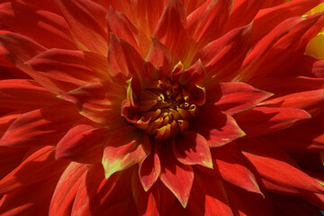 blooming dahlia as a beautiful floral background