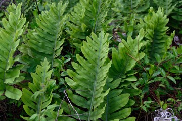 Polypodium Glycyrrhiza