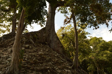 The ruins of the Mayan temple city of Copan in the jungles of Honduras in Central America
