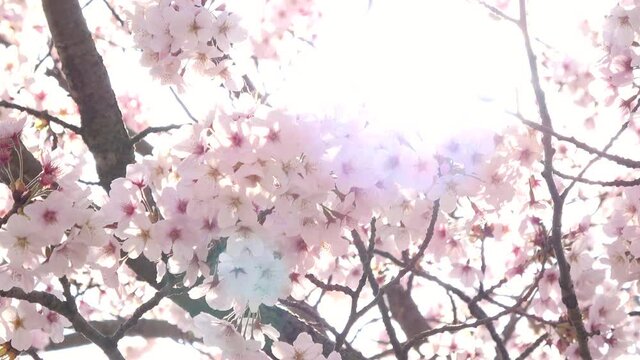 満開の桜とフレア  接写  ソメイヨシノ 4K  広島 平和記念公園の桜