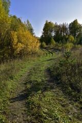 A dirt forest road overgrown with young grass winds among forest trees. Sunny autumn days in the foothills of the Western Urals.