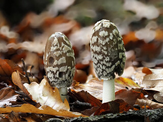 Spechttintling oder Elstern-Tintling (Coprinopsis picacea)