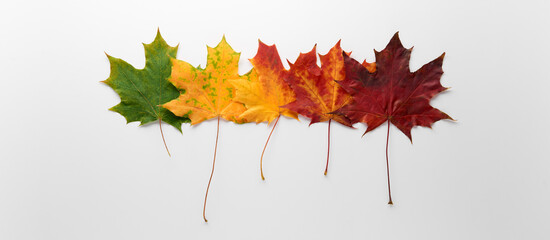 Gradient autumn leaves in a row isolated on white background. Seasonal, minimal, autumn card, thanksgiving texture, fall background, season change concept. Flat lay, top view, copy space...