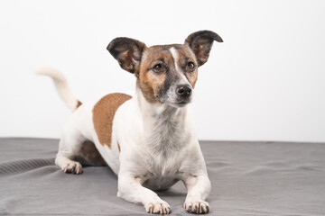 Brown, black and white older Jack Russell Terrier lies on a gray blanket