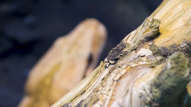 The brown boa constrictor snake on the back of the branch