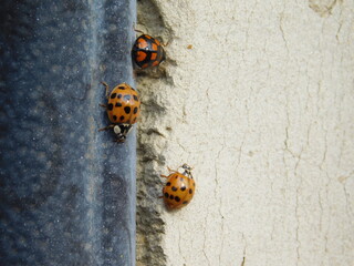 ladybug on the wall