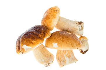 Edible forest porcini mushrooms boletus isolated on white