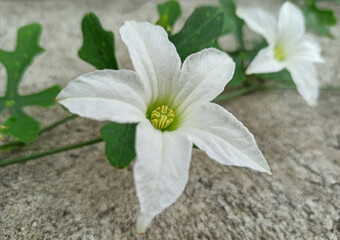 close up white coccinia grandis flowers on floor, selective focus flower, Macro.