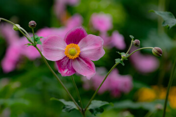 Obraz premium 秋の大雪森のガーデンのシュウメイギク