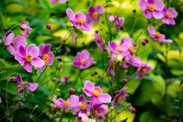 秋の大雪森のガーデンのシュウメイギク