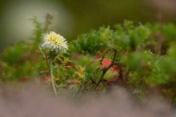 秋の大雪森のガーデンハーブの白い小さなお花