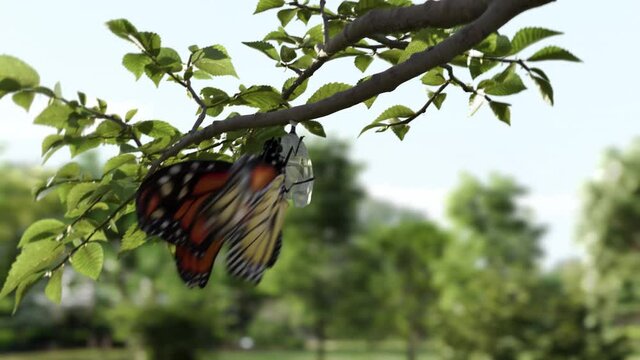 Monarch butterfly emerging from cocoon, spreading its beautiful wings and flying away