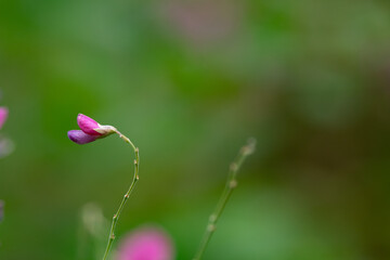 秋の大雪森のガーデン紫の小さなお花