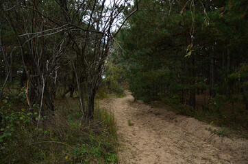 footpath in the woods