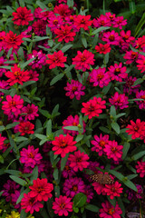 flowers in a garden