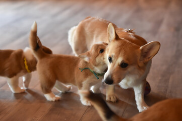室内で過ごすコーギーの赤ちゃん