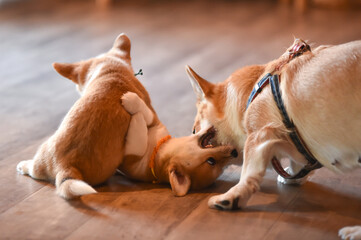 室内で過ごすコーギーの赤ちゃん