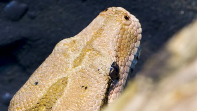 Closer look of the head of the boa constrictor snake