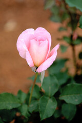 pink rose on a green background