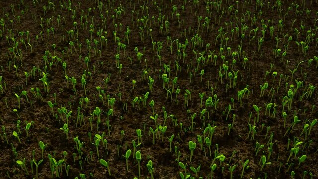 Beans' seeds sprouting and growing, natural organic green vegetables, time-lapse