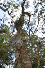 The Mayan ruins in the temple city of Copan in the jungle of Honduras, Central America
