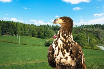 Hawk.