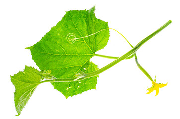 Green cucumber shoot with ovary and leaves.