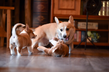 室内で過ごすコーギーの赤ちゃん