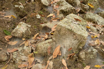 The Mayan ruins in the temple city of Copan in the jungle of Honduras, Central America