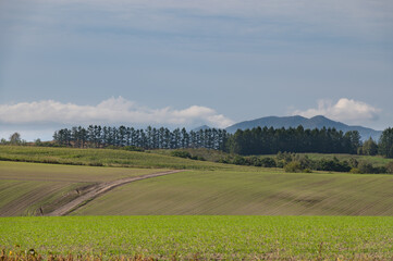 冬支度晩秋美瑛