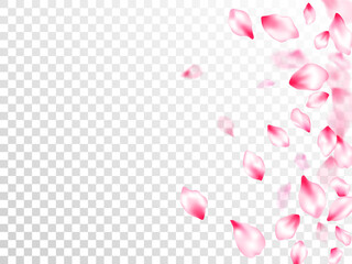 Pink cherry blossom petals isolated