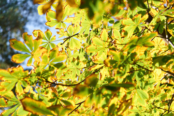 Colorful autumn leaves and branches against the blue sky and sun. Season, nature, autumn card, thanksgiving, fall background concept.Copy space, selective focus..