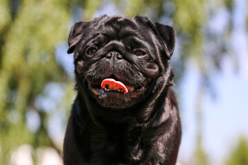 Portrait of cute smiling black pug with little white blaze with background of blue sky. Nice puppy...