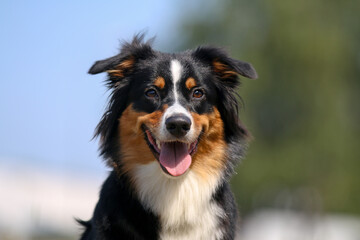 Portrait of cute smiling black and white tricolor Australian shepherd with background of green grass and blue sky. Nice and funny aussie dog with funny ears outside on hot, sunny summer day
