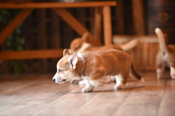 室内で過ごすコーギーの赤ちゃん