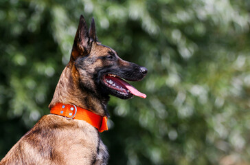 Cute, working Belgian shepherd guard malinois dog portrait on hot sunny summer day.  Full attention red, sable with black mask on face malinois with big orange collar waiting obedient for the owner