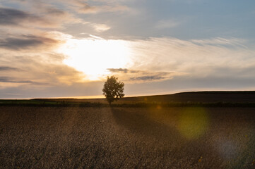 10月美瑛の夕景