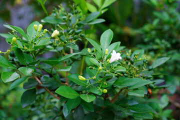 White small flowers in rural  garden