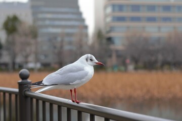 white seagull at Ueno park, Japan