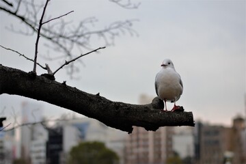 white seagull at Ueno park, Japan