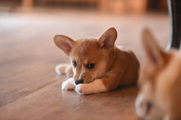 室内で過ごすコーギーの赤ちゃん