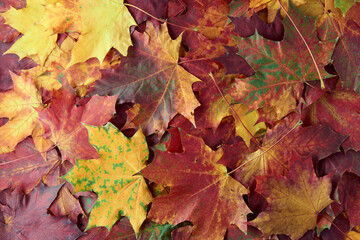 Naklejka na ściany i meble Colorful and bright - green, yellow, orange and red - autumn leaves background. Nature, fall season concept. Foliage. Outdoor. Copy space, flat lay, top view.