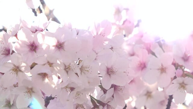 満開の桜とフレア 光  接写  ソメイヨシノ 4K  パンニング