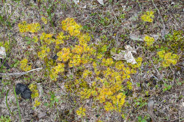 Drosera glanduligera west of Brookton, Western Australia