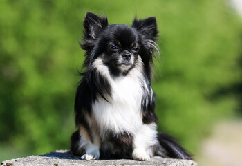 Obraz premium Cute long haired chihuahua dog sitting outside on a rock with green background. Nice and pretty black and white tricolor chiwawa male with black mask on face sits outdoors on sunny summer day
