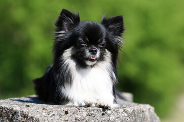 Obraz premium Cute long haired chihuahua dog sitting outside on a rock with green background. Nice and pretty black and white tricolor chiwawa male with black mask on face sits outdoors on sunny summer day