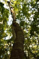 The beaches, jungles and Mayan temples of Honduras, Central America