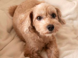 じっと座って見つめるかわいいアプリコットの小型犬【マルプー・トイプードル】