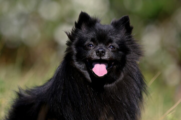 Summer outdoors portrait of beautiful cute black German miniature spitz. Fluffy, smiling pomeranian dog sitting  with background of meadow flowers. Adorable little pom outdoors on hot sunny day